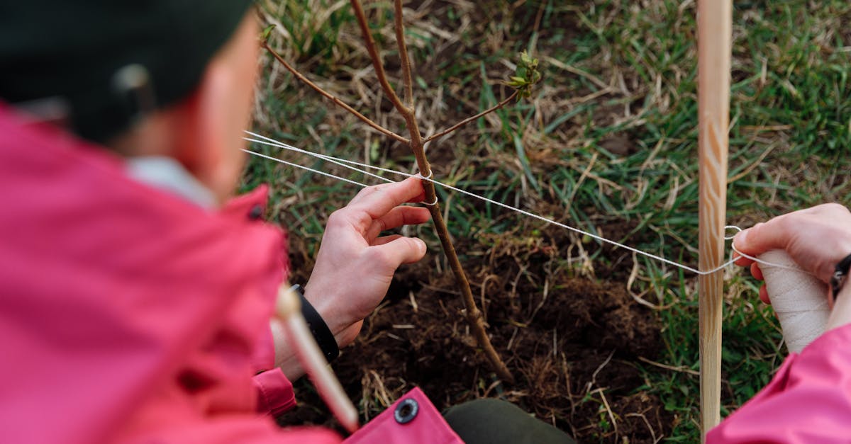 a person planting a sapling outdoors promoting environmental care