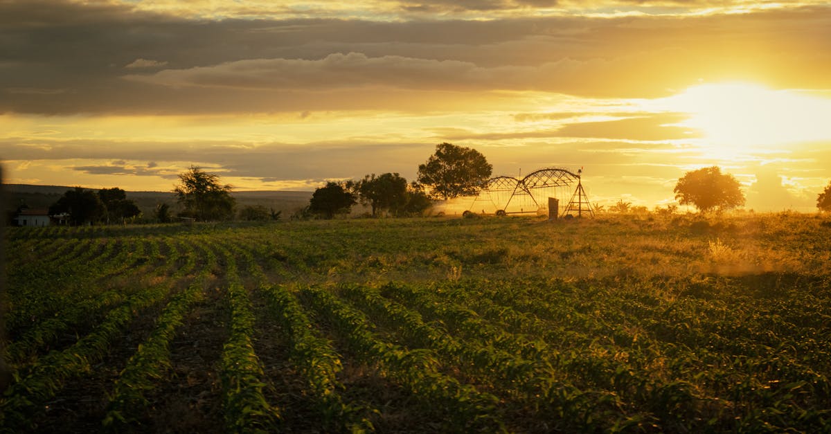 7 Ways to Integrate Solar Pumps with Drip Irrigation for Water-Smart Farming 1 a picturesque sunset over farmland in brazil capturing the rural landscape and vibrant sky