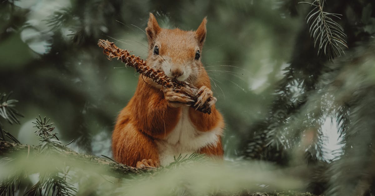 a red squirrel munching on a twig surrounded by lush green pine needles in a forest 2