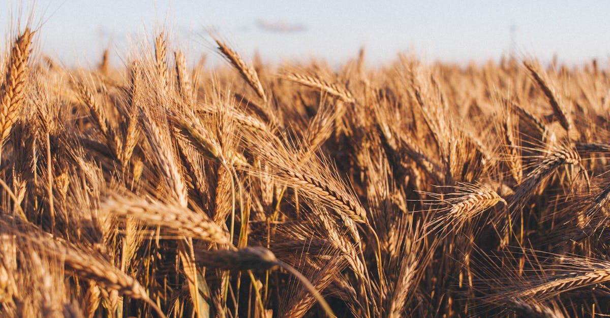 a rich golden wheat field basking in the warm light of sunset symbolizing abundance and harvest