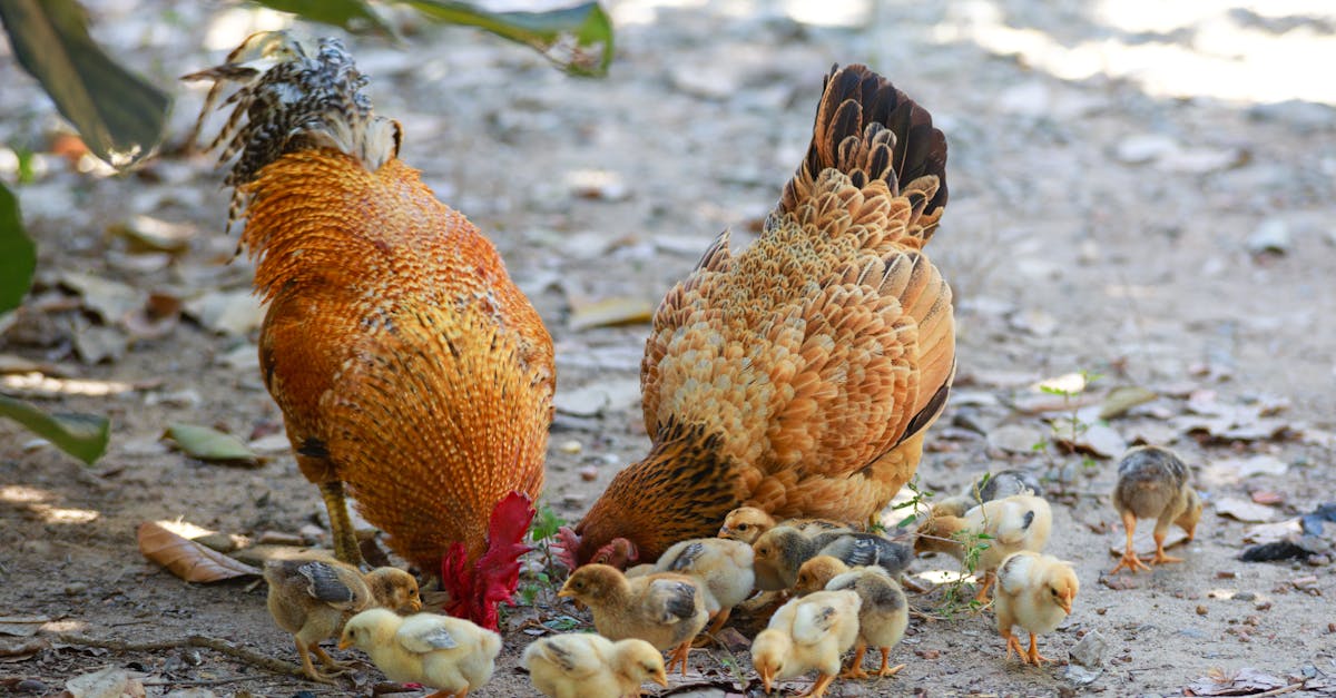 a rooster hen and their chicks foraging for food on a sunny farm day