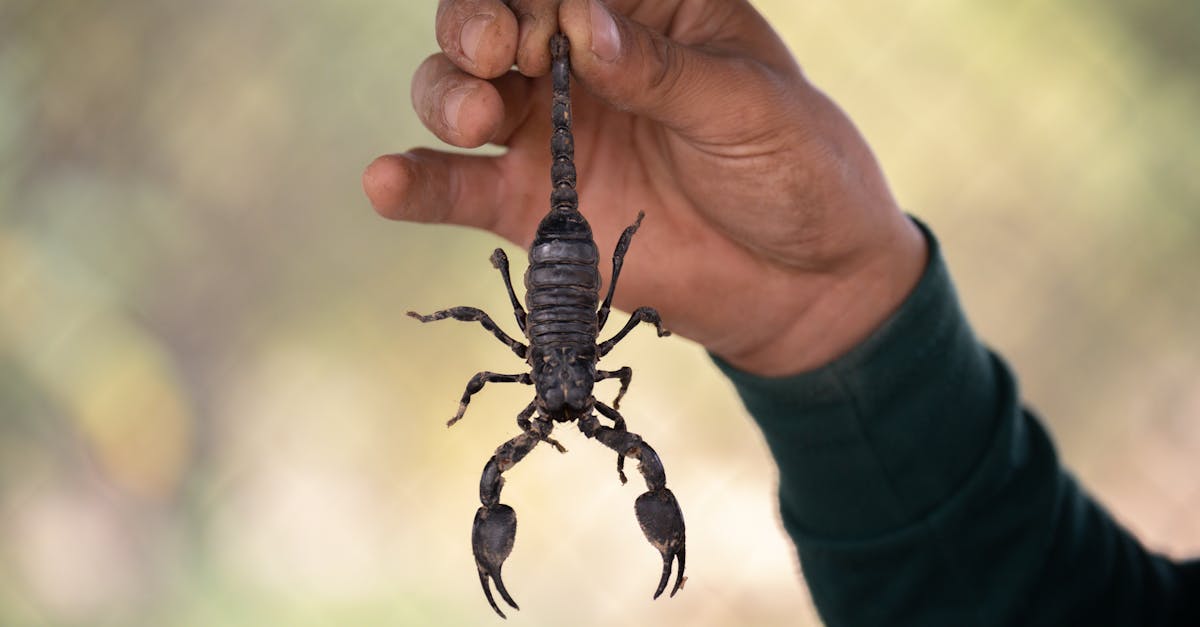 a scorpion held by a person s hand in an outdoor setting showcasing wildlife interaction 8