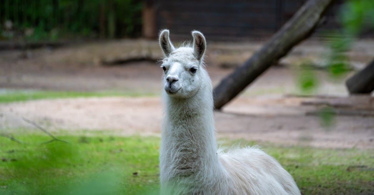 a serene alpaca rests outdoors showcasing its woolly coat in a tranquil farm environment