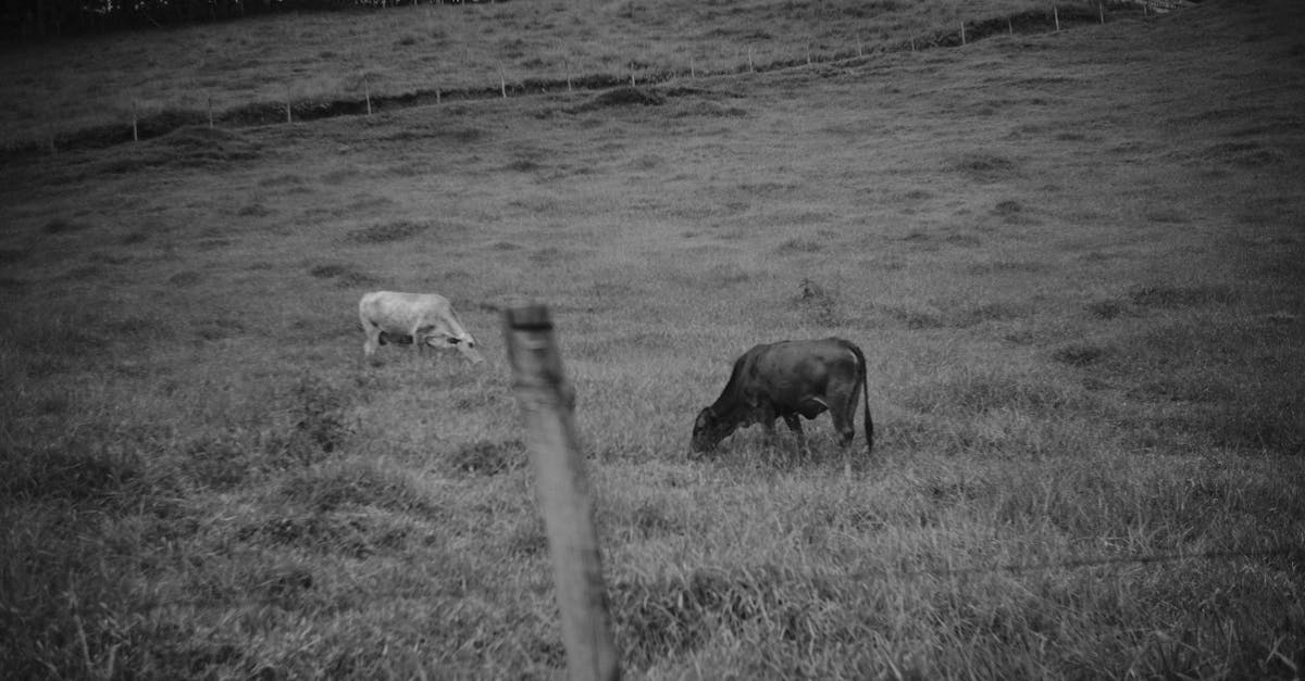 7 Simple Fencing Solutions for Livestock That Old Farmers Swear By 1 a serene black and white scene of cows grazing in a hilly pasture