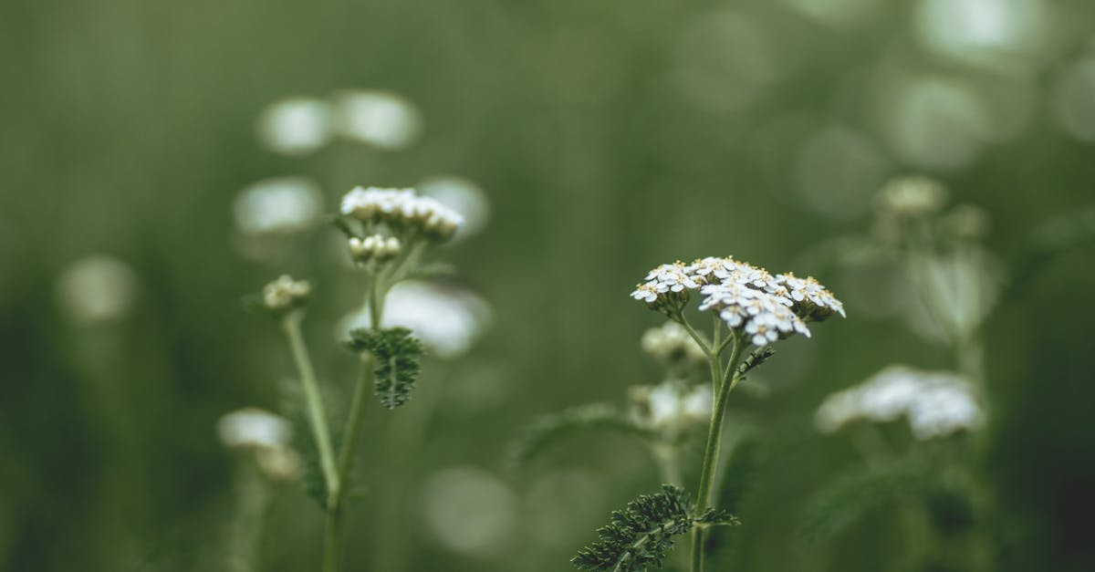 a serene close up of white wildflowers blooming in a lush green meadow