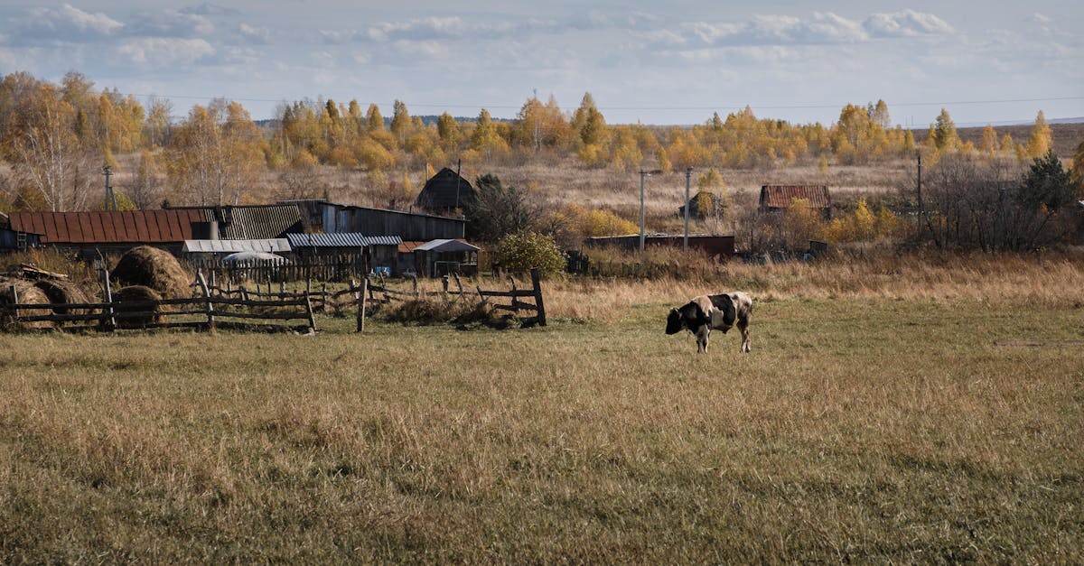 a serene scene of a cow grazing in a rural russian field surrounded by autumn foliage