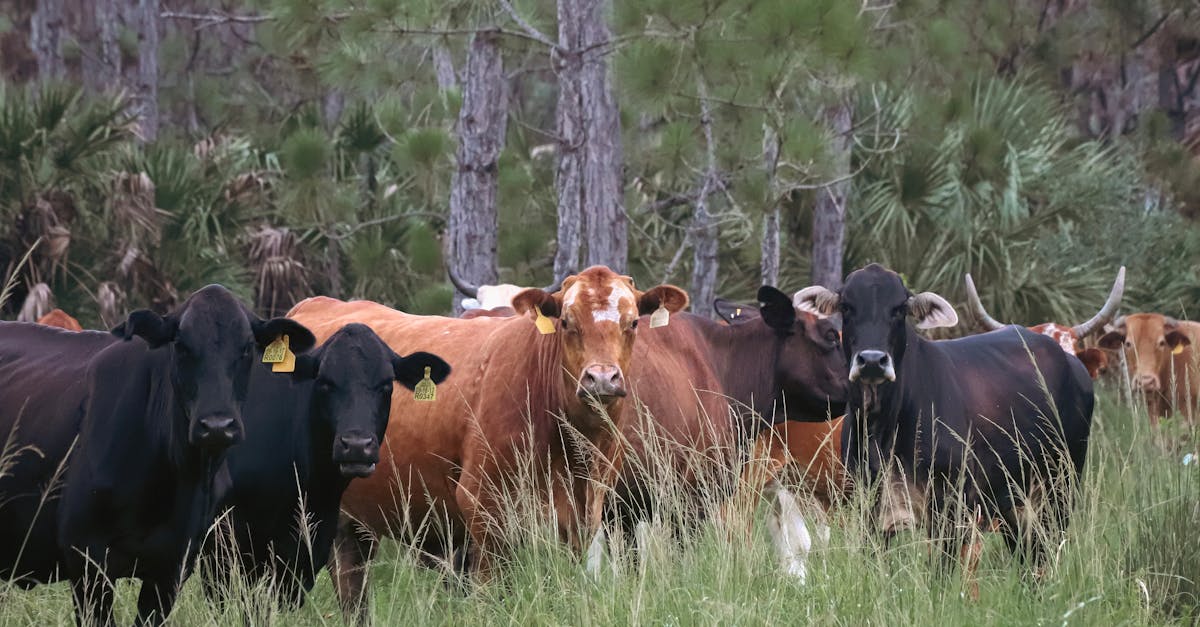 a serene scene of a herd of cattle grazing in a lush green pasture surrounded by trees