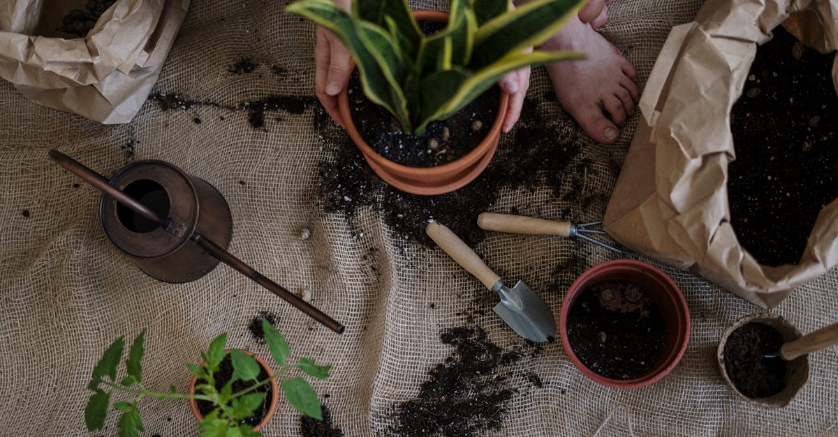 a serene scene of home gardening with potted plants and tools on a burlap mat