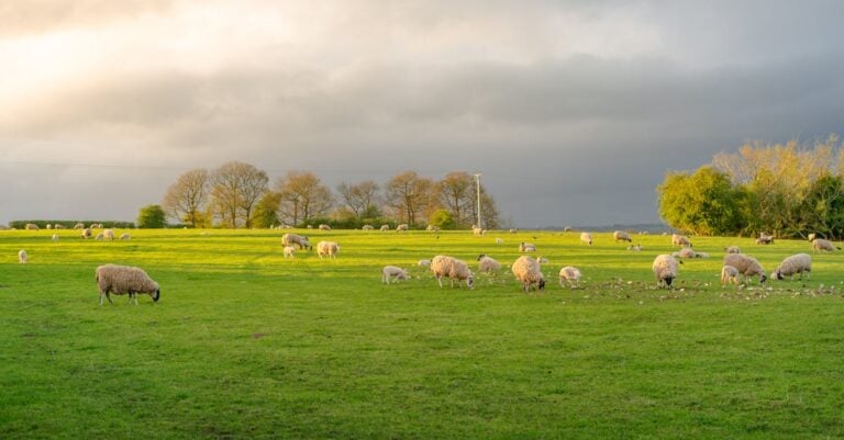 7 Steps to Create a Grazing Map for Optimal Pasture Use That Regenerates Land