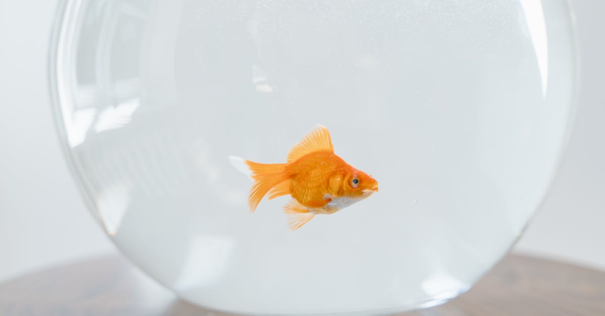 a single goldfish swimming in a glass fishbowl on a wooden table