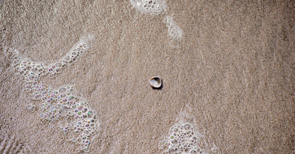 a single shell on wet sand with foam bubbles captured in natural light