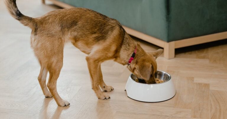 7 Best Feeds for Different Dog Breeds Your Vet Would Recommend