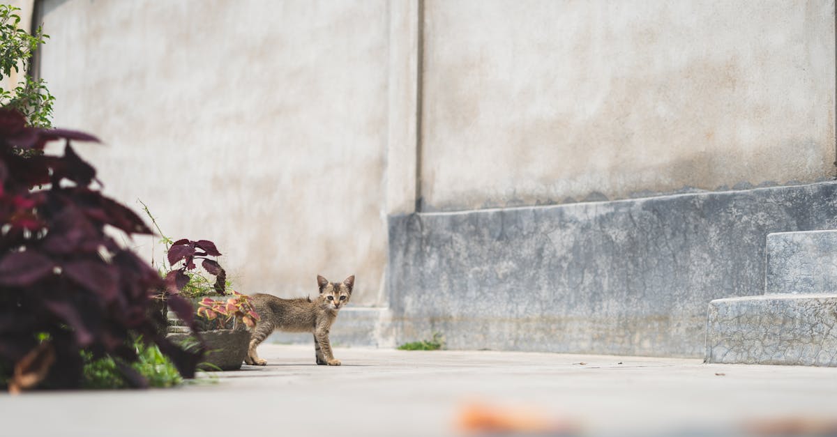 a small tabby kitten exploring near a wall in an urban setting with plants