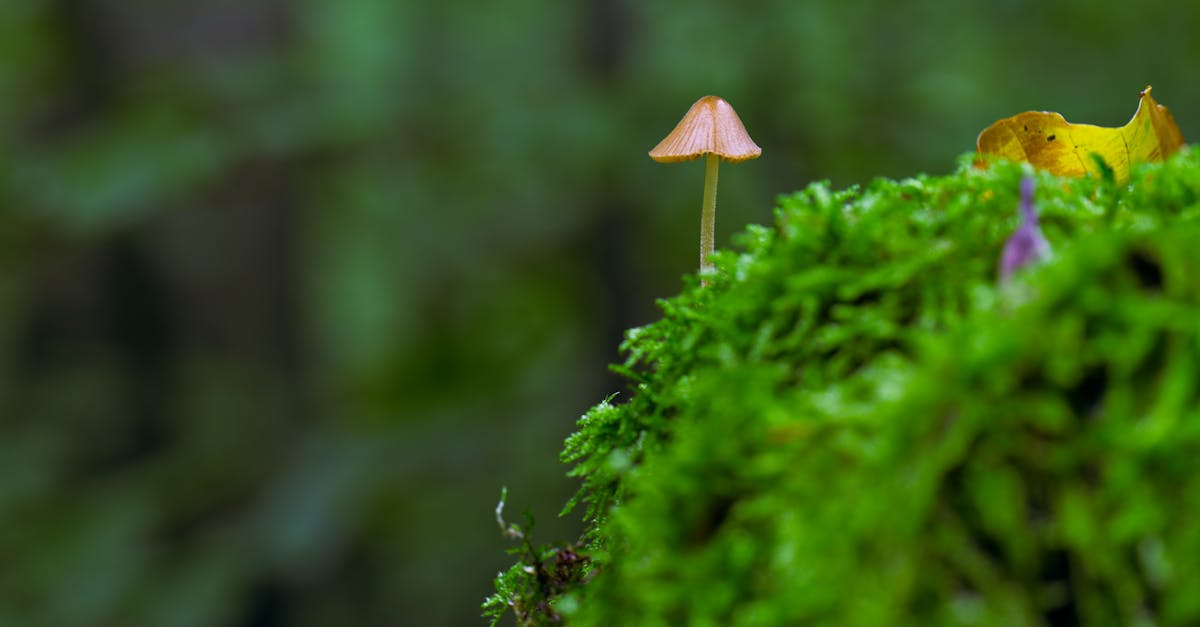 a tiny mushroom amidst lush green moss in a german forest