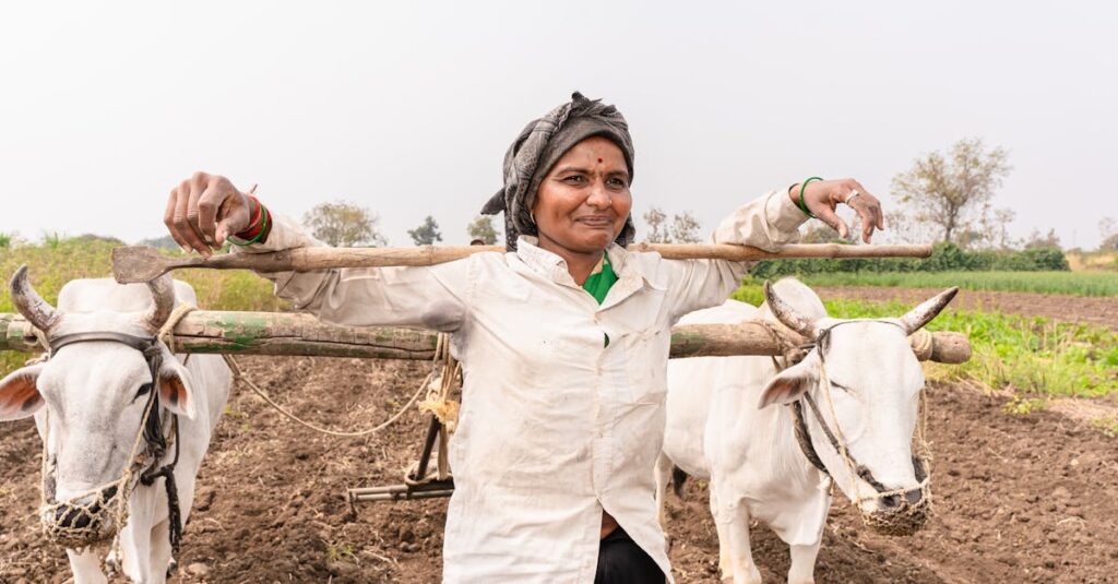 a traditional farmer in nagpur india with oxen working the fields under sunny skies 1