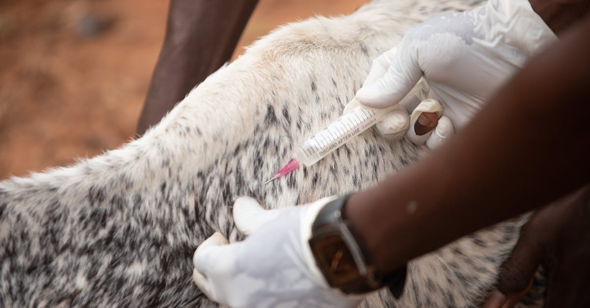 a veterinarian giving an injection to a spotted animal outdoors showcasing animal healthcare practi 4