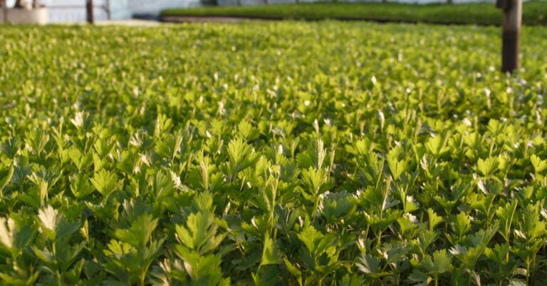7 Benefits of Crop Rotation for Soil Fertility That Regenerate Farmland