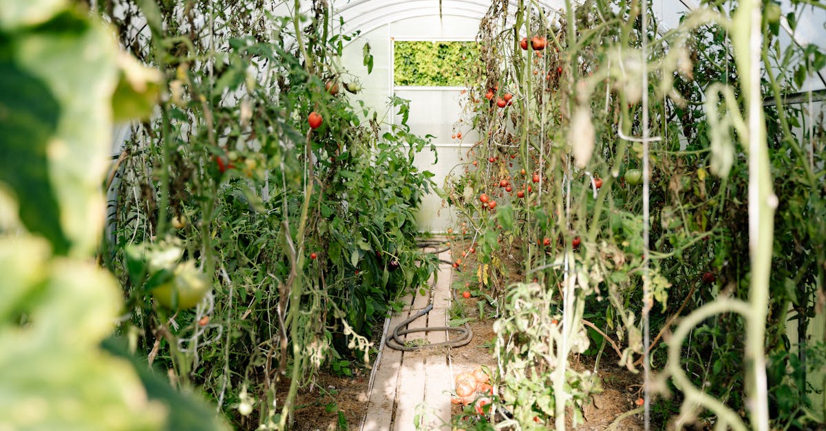 a vibrant summer scene in a greenhouse with ripe tomatoes and dense green foliage 1