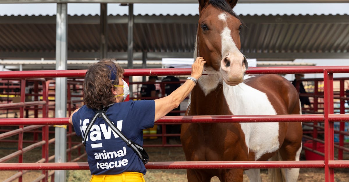 a volunteer gently pets a horse at an animal rescue facility showcasing compassion
