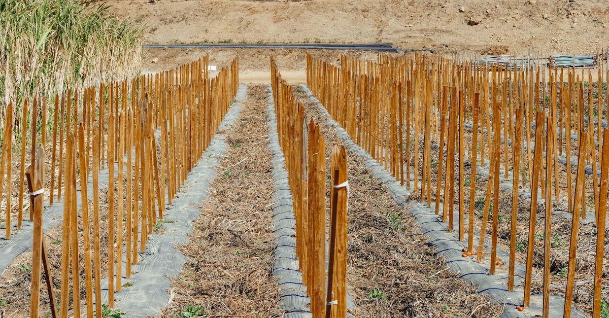 a well organized garden plot with wooden stakes in rows for crop or plant support
