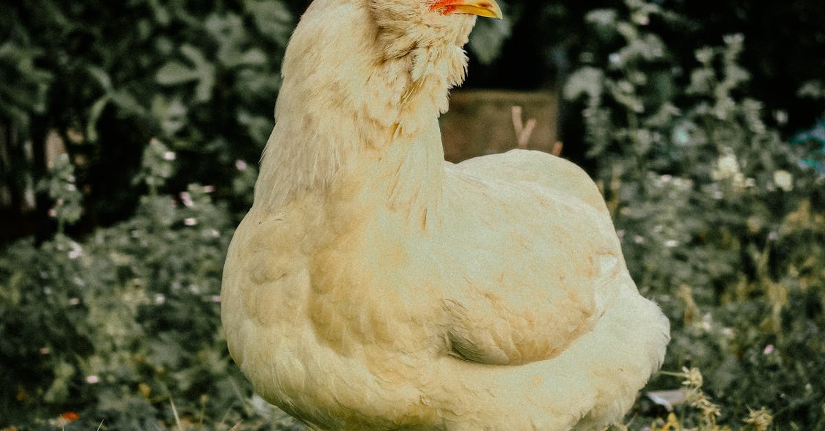 a white chicken stands elegantly against a green garden backdrop offering a serene rural scene 2