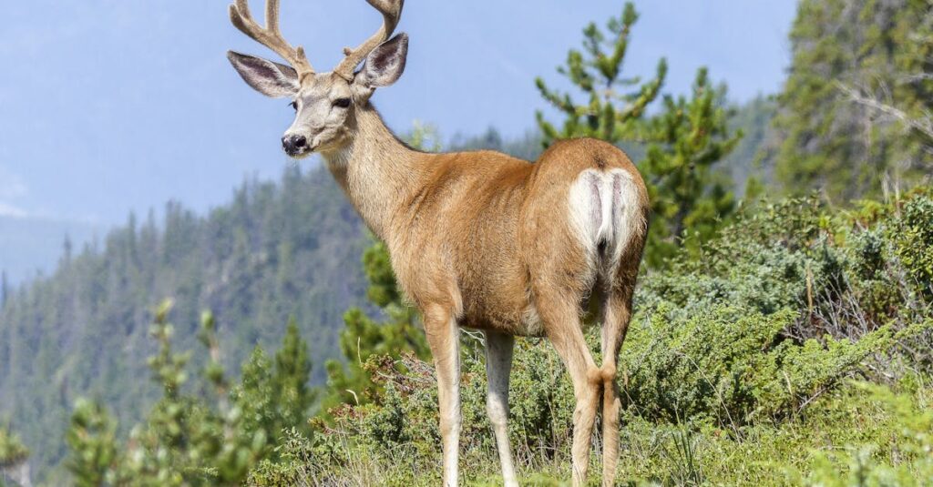 a wild buck with antlers stands gracefully in a lush mountainous landscape showcasing nature s beau 1
