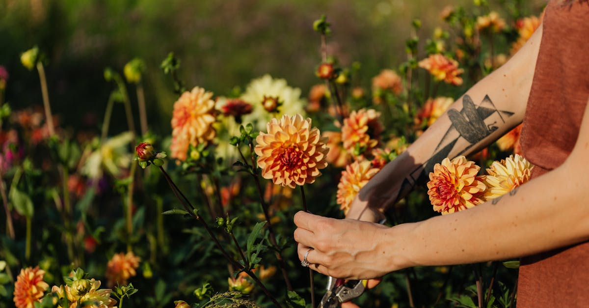 a woman carefully cutting dahlias in a vibrant summer garden