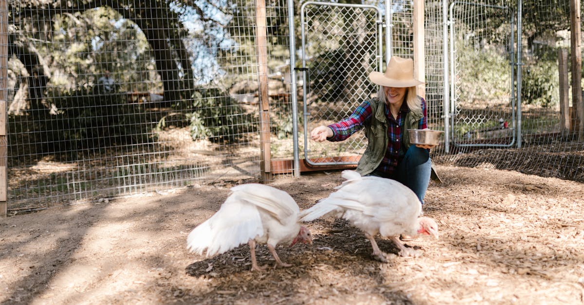 a woman feeds white turkeys outdoors in a rural farm setting under the sunshine 1