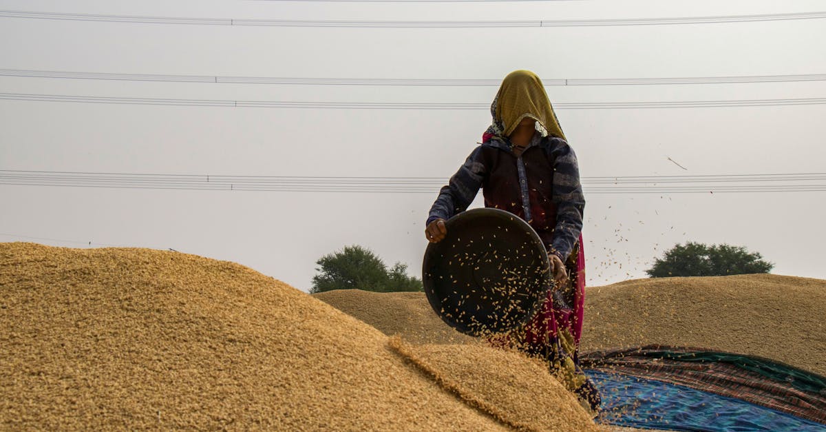 a woman harvests grains in a rural setting symbolizing traditional agricultural practices under a b