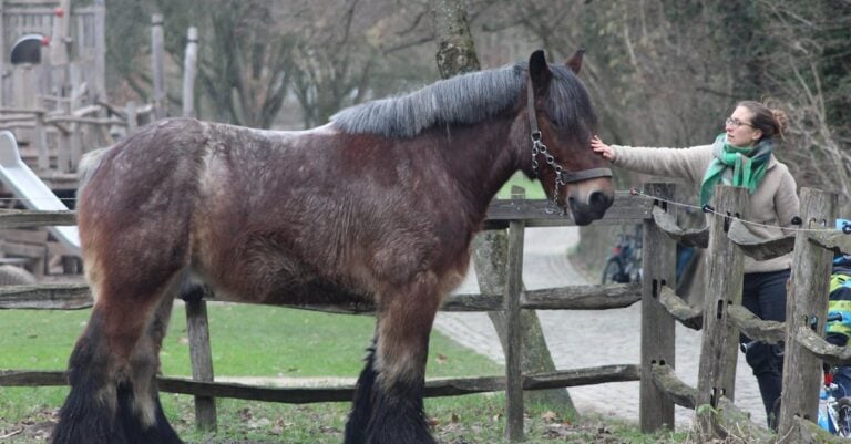 7 Ways to Understand Veterinary Costs for Hobby Farms on a Tight Budget
