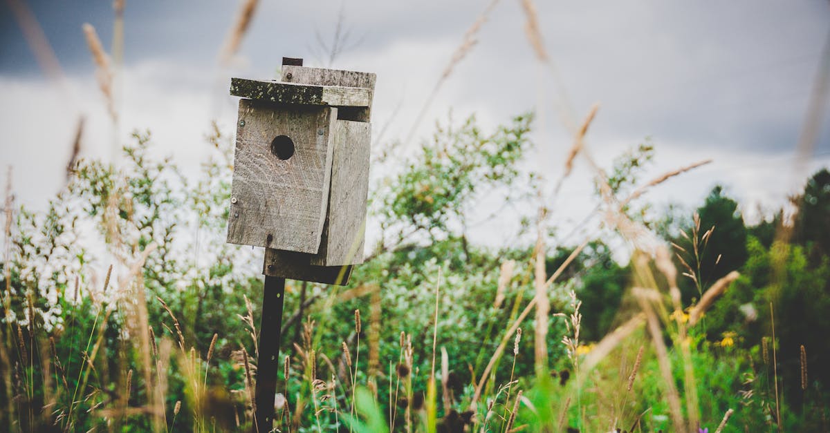 a wooden birdhouse stands in a vibrant wildflower filled countryside field under a cloudy summer sk