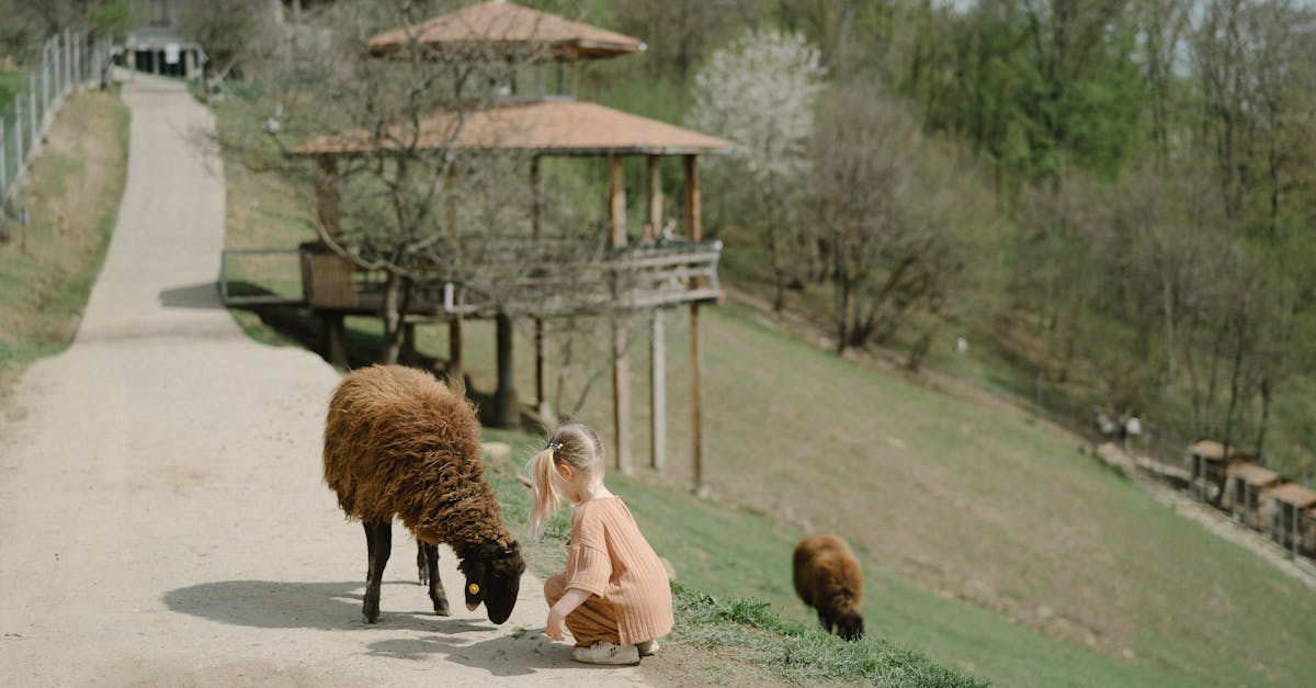 a young girl in the countryside feeds sheep on a sunny day surrounded by nature