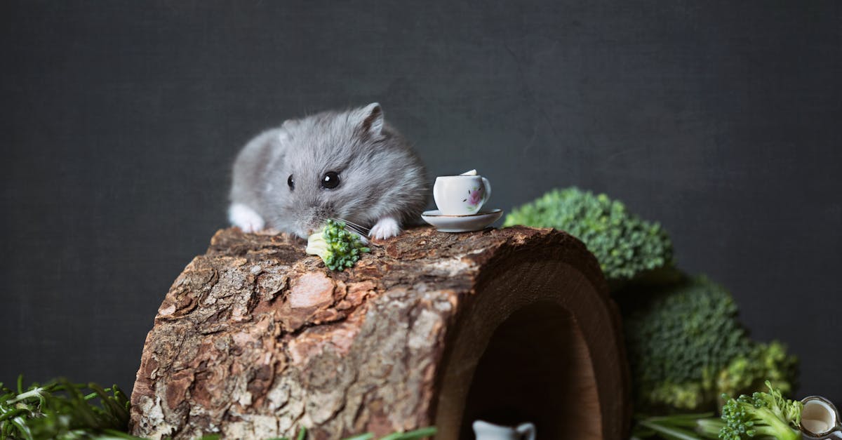 adorable campbell s dwarf hamster with broccoli on a wooden hideout perfect cute animal shot