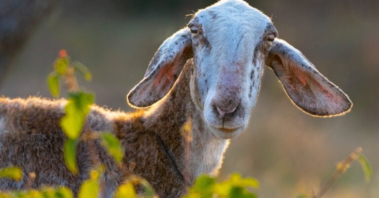 5 Ways Using Grazing Controls Invasive Plant Species Without Chemicals