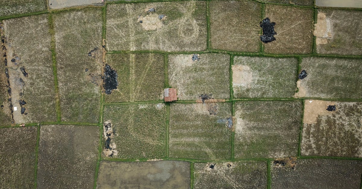 aerial perspective of green and brown patchwork rice fields with a small house 3