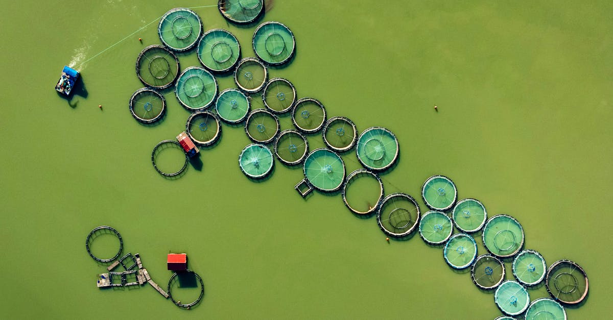 aerial photo of a fish farm with circular nets in green water showcasing aquaculture infrastructure