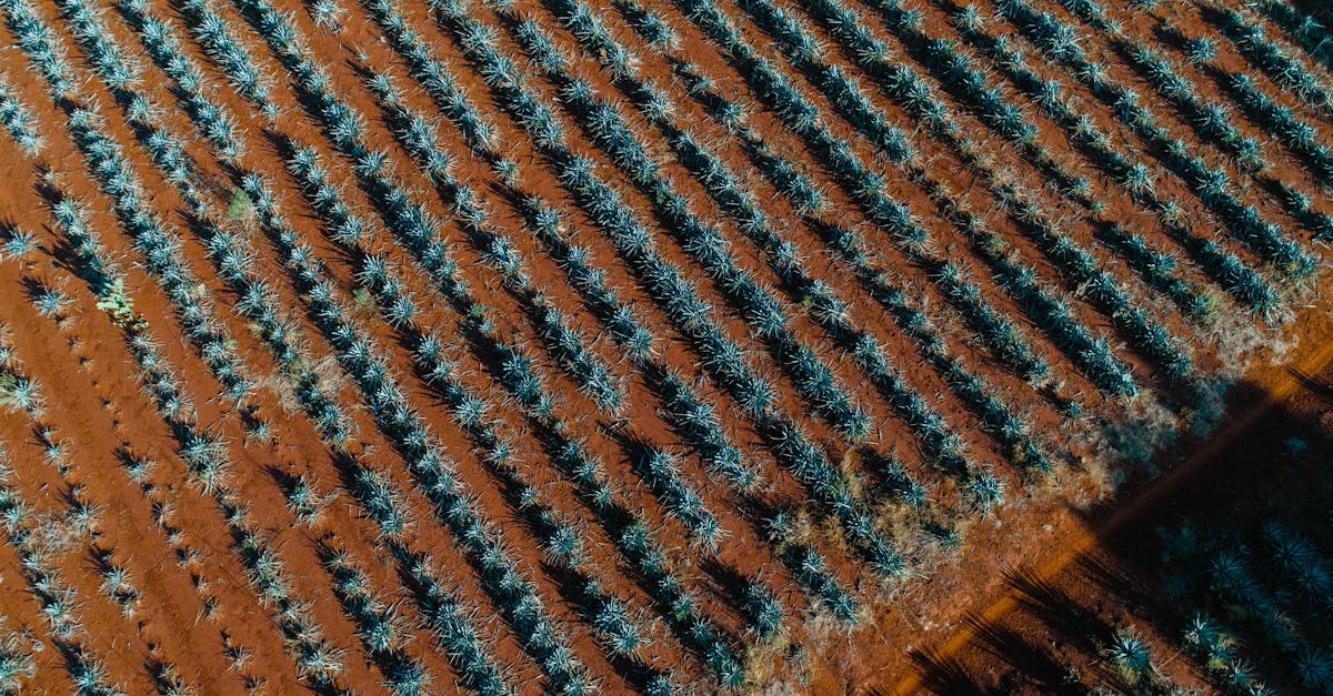 aerial view of agave plants in rows showcasing agricultural landscape in