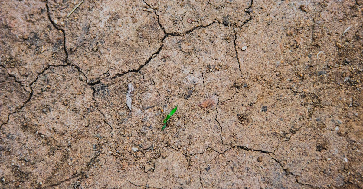 aerial view of cracked dry earth with a lone green sprout symbolizing hope amidst drought