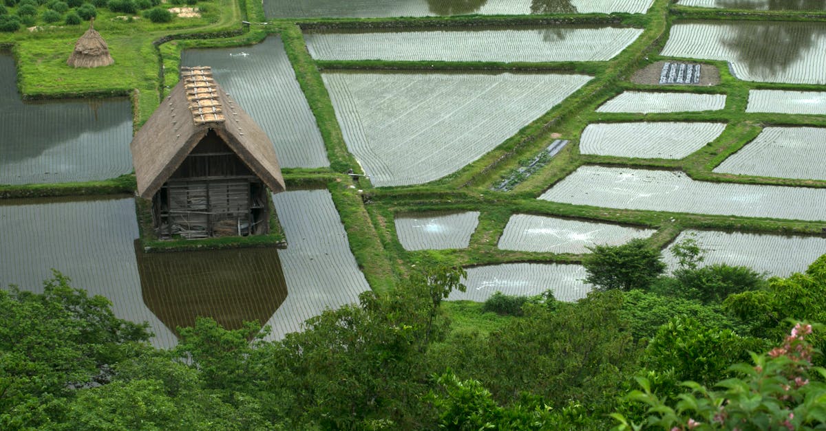 aerial view of serene rice paddy fields with traditional wooden house lush greenery in rural settin