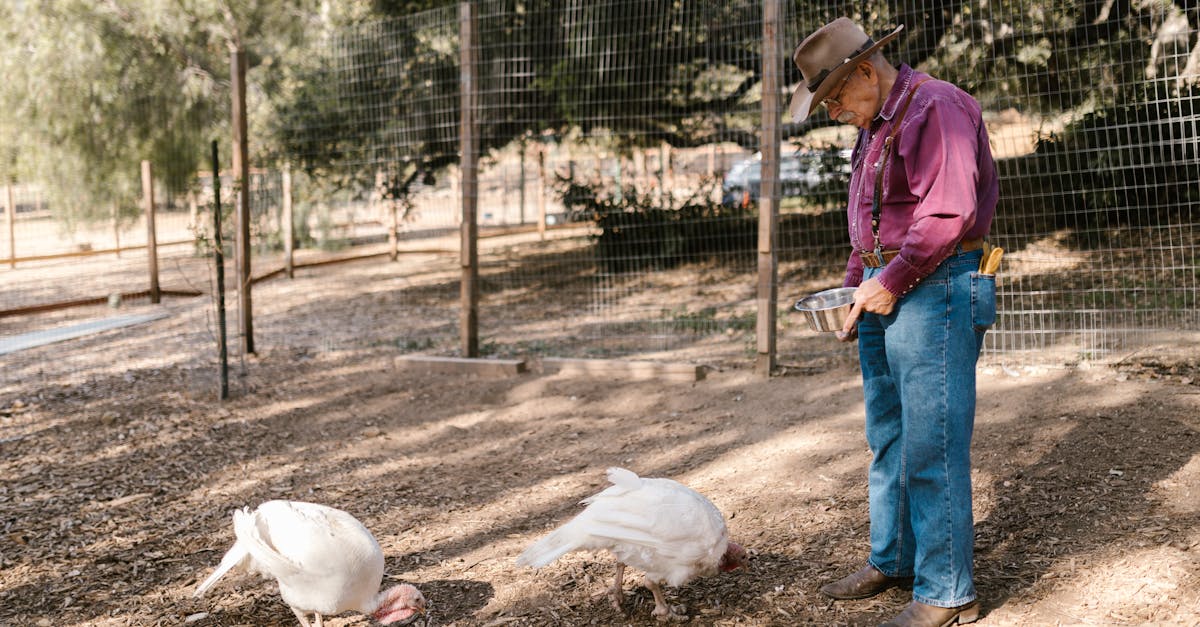 an elderly farmer feeding turkeys in an outdoor pen surrounded by trees and fencing 2