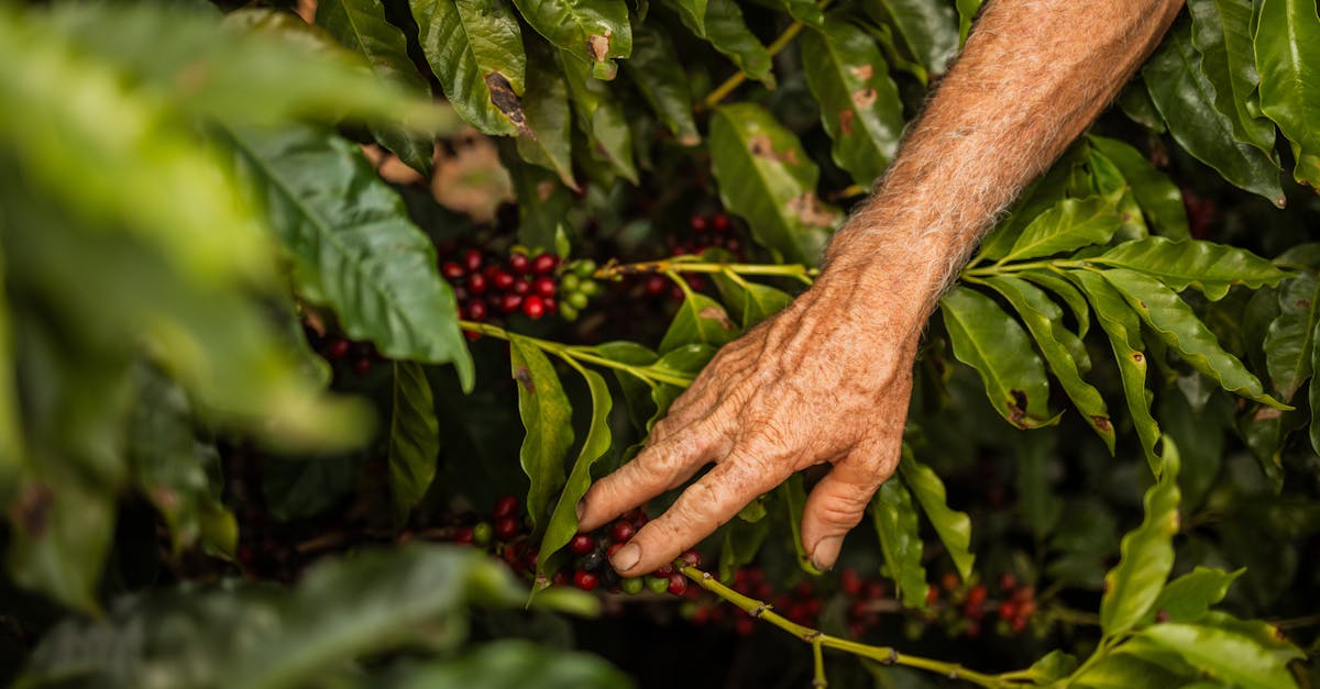 an elderly hand gently picks ripe coffee berries from a lush bush in brazil 1
