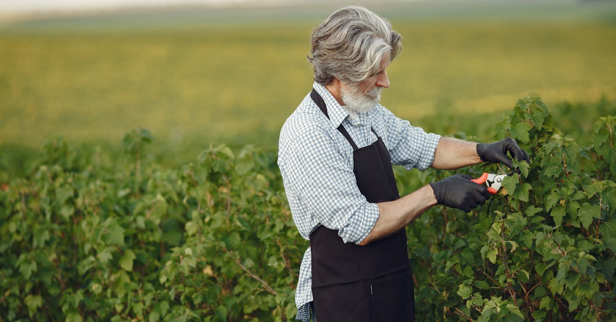 an elderly man wearing a black apron prunes plants in a green field during summer