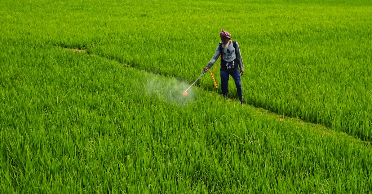 an indian farmer spraying pesticides in a vibrant green field during daytime in bolpur wb india