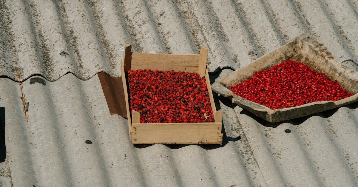 bright red chilies drying naturally on a corrugated rooftop captured from above under sunny conditi