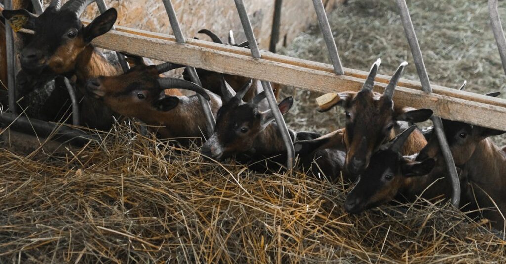 brown goats feeding on hay in a barn showcasing livestock farming indoors 1