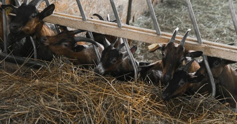 7 Sustainable Practices for Goat Farming That Work With Nature