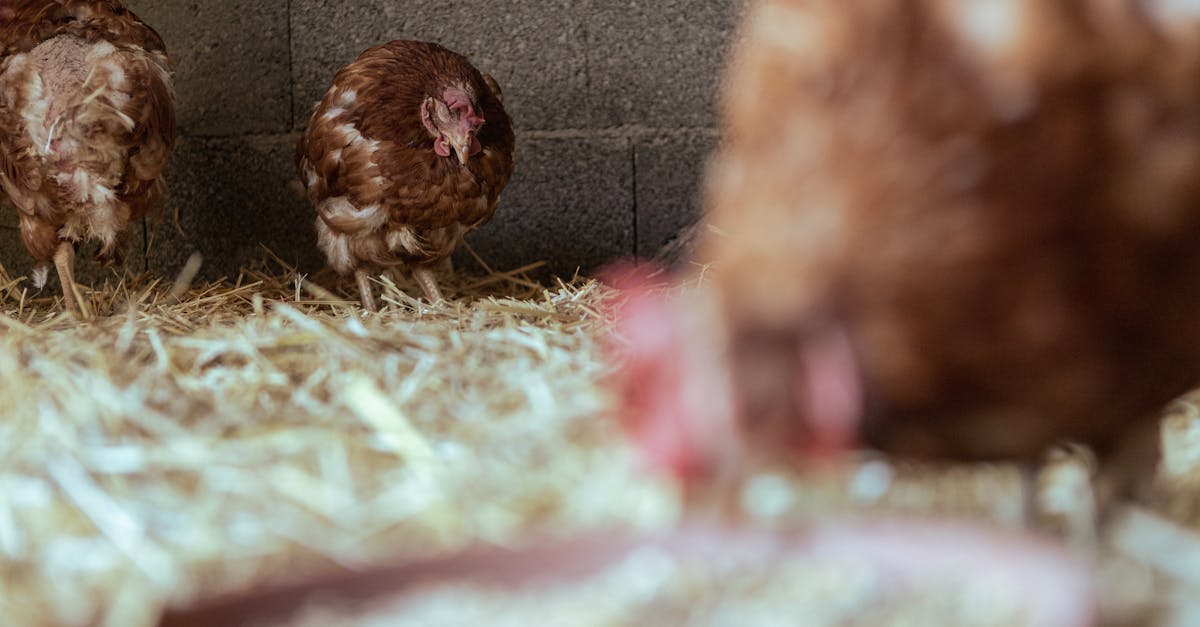 brown hens roam inside a cozy chicken coop with straw bedding showcasing rustic farm life