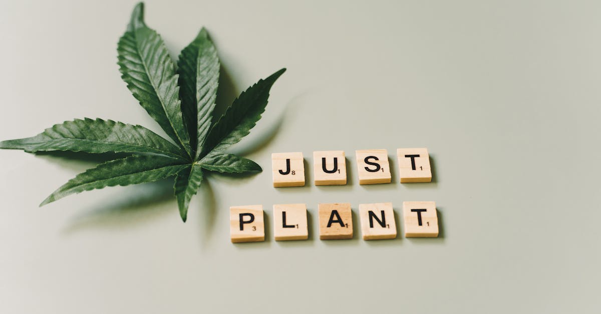 cannabis leaf with wooden letter tiles spelling just plant on a green background 1