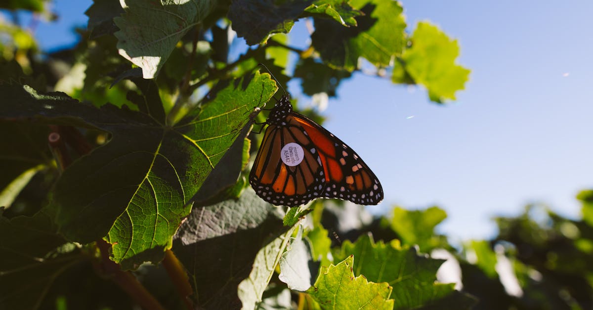 captivating image of a monarch butterfly perched on a leaf illuminated by daylight in a lush garden