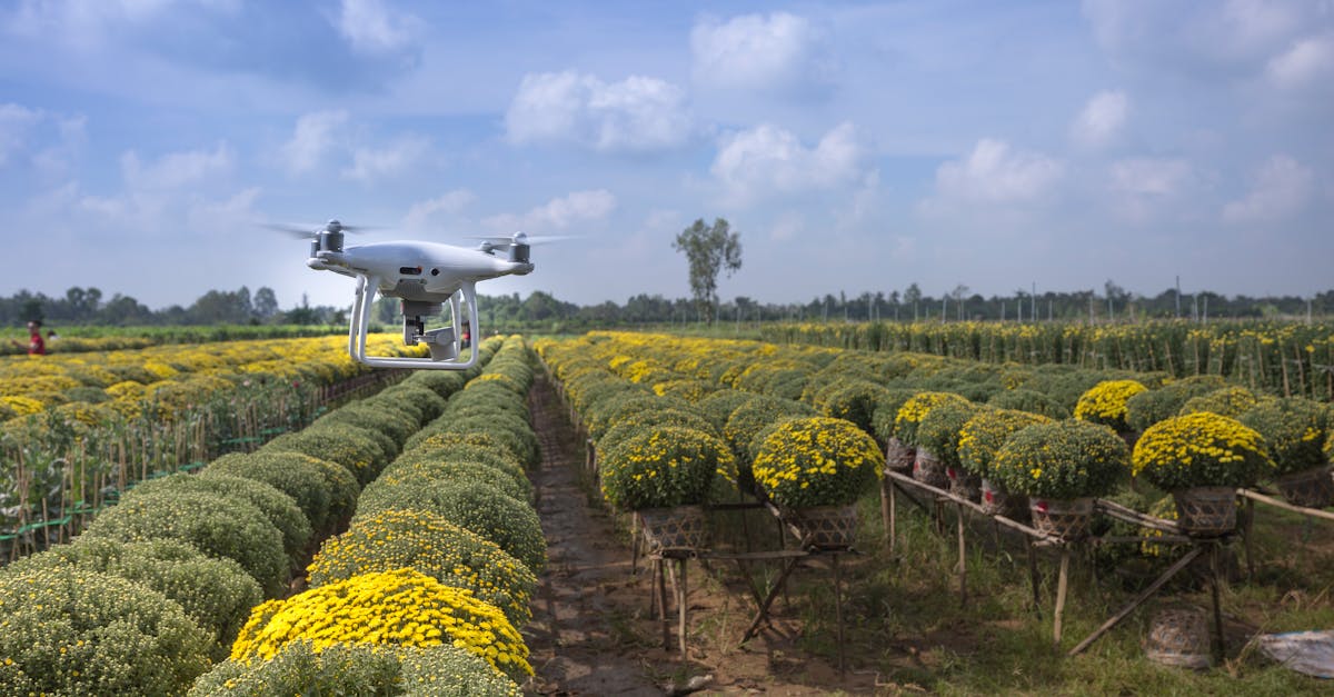 captured from above a drone surveys lush fields of chrysanthemums under a clear summer sky 1